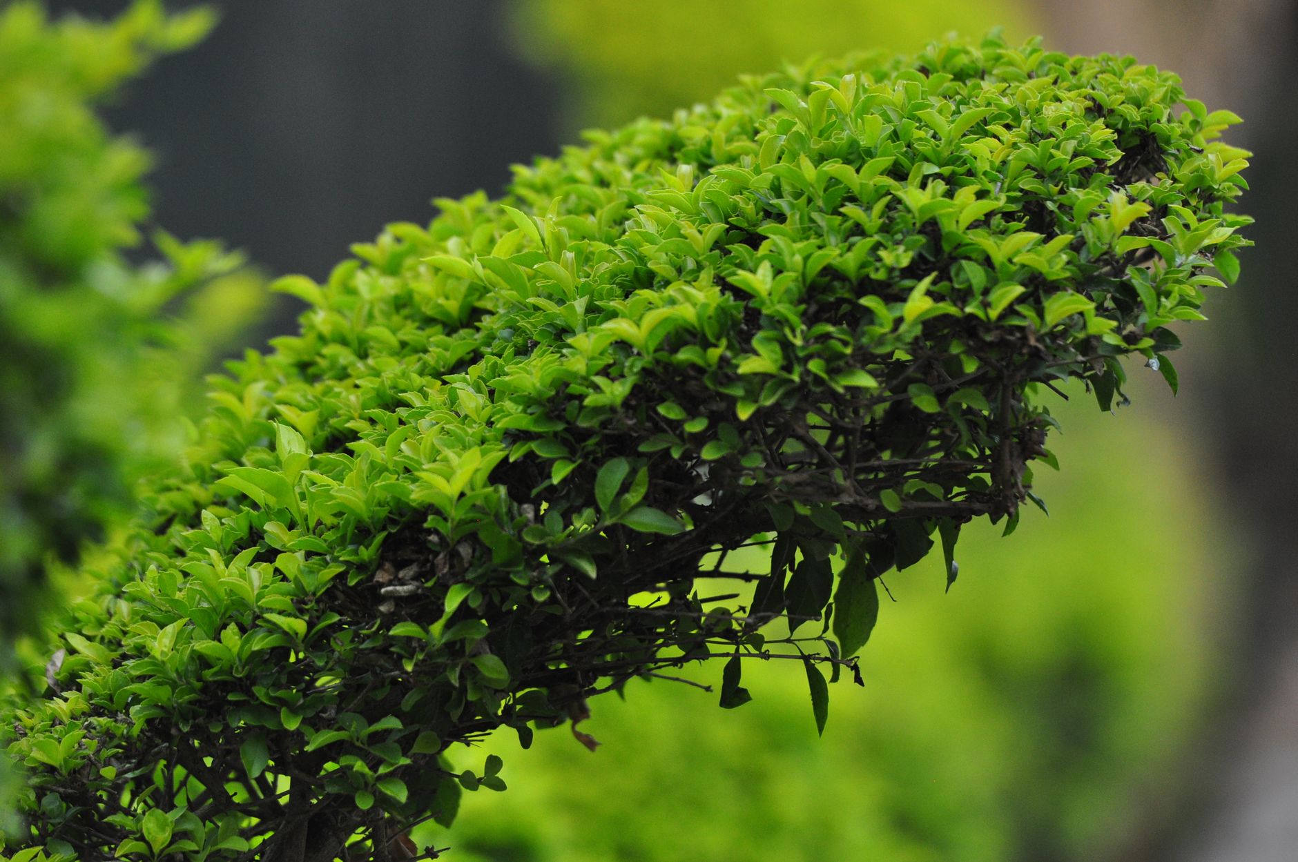 Shrub Program