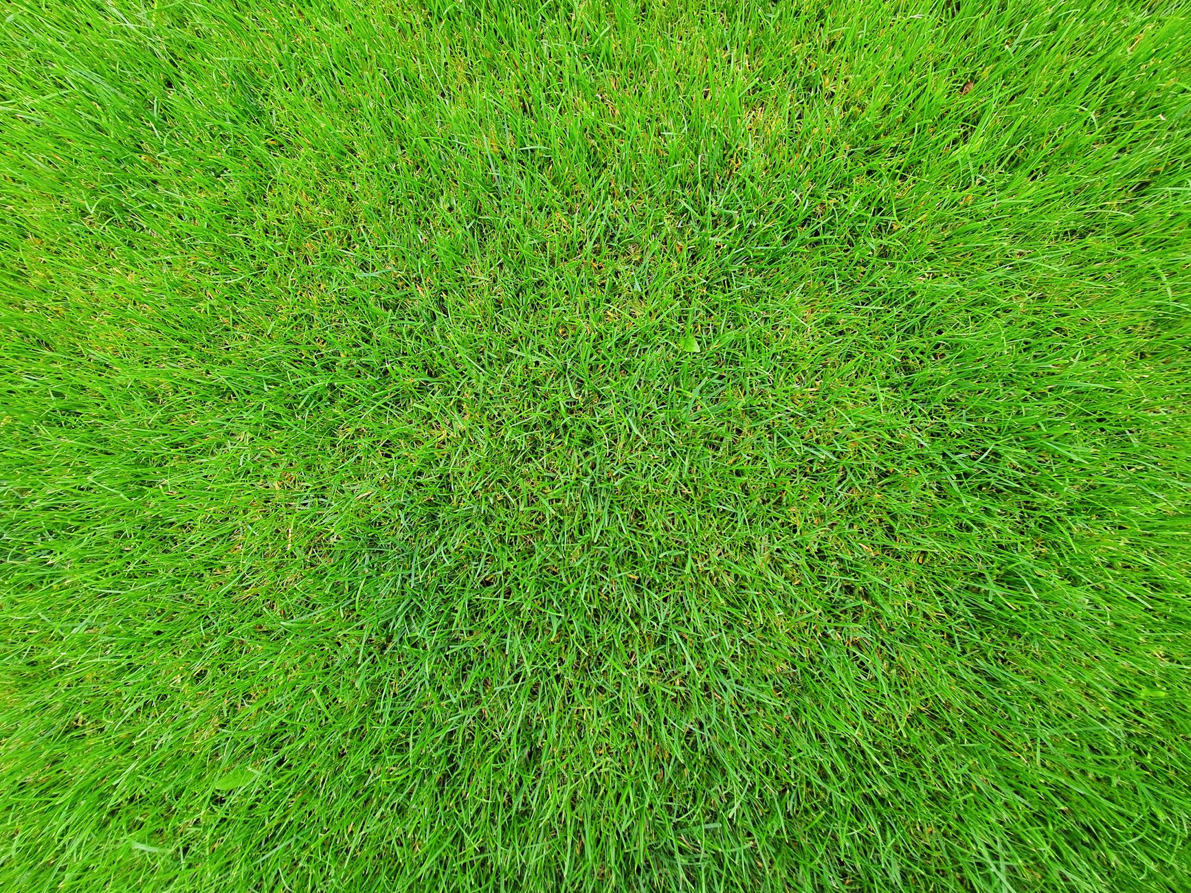 Turf Program